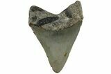 Fossil Megalodon Tooth - North Carolina #200674-1